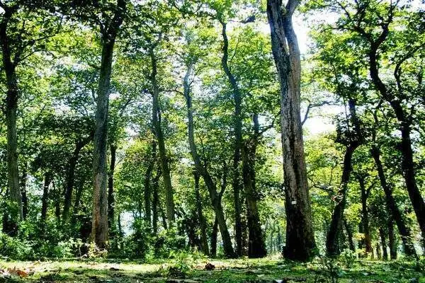 Hutan Donoloyo Slogohimo: Pemasok Kayu Jati untuk Keraton Surakarta